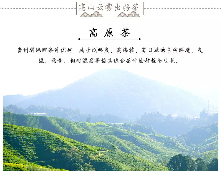 茶葉批發(fā)|三年陳艾|艾條的作用|艾灸養(yǎng)生