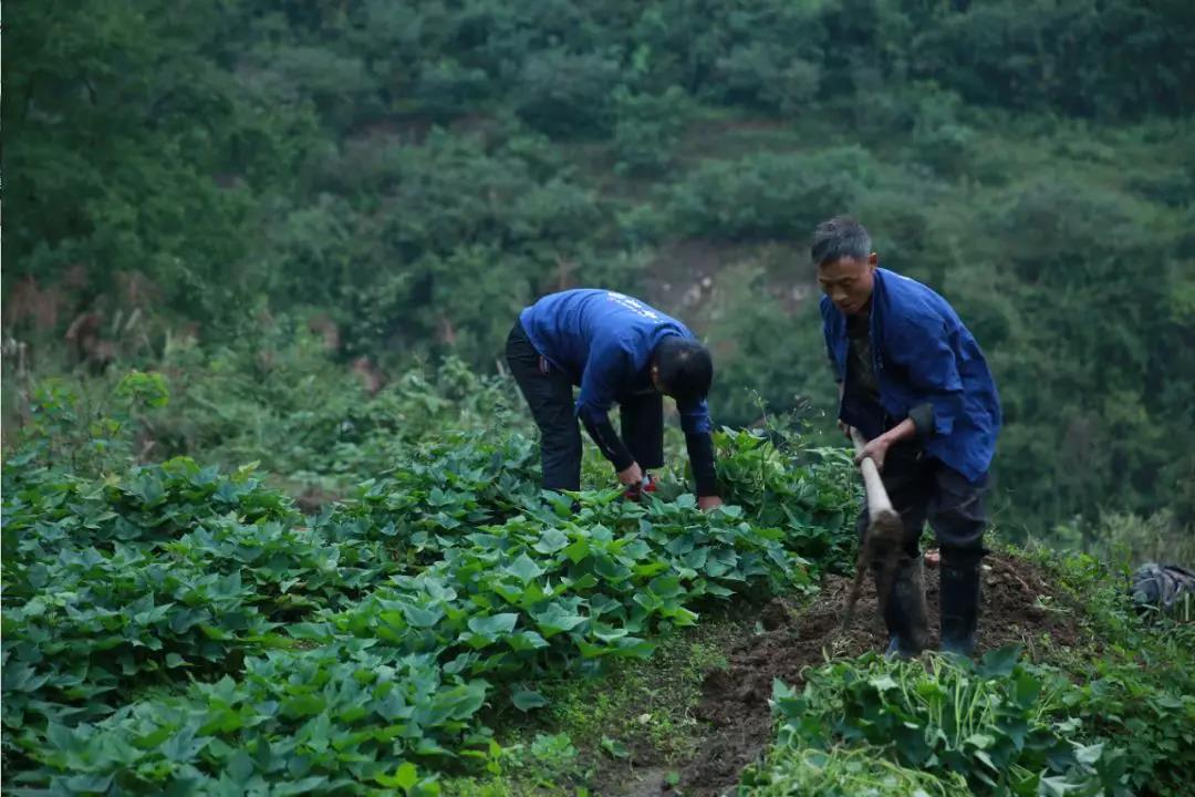 弦歌堂艾養(yǎng)生