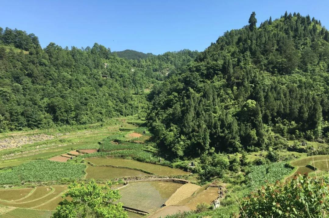 弦歌堂艾養(yǎng)生