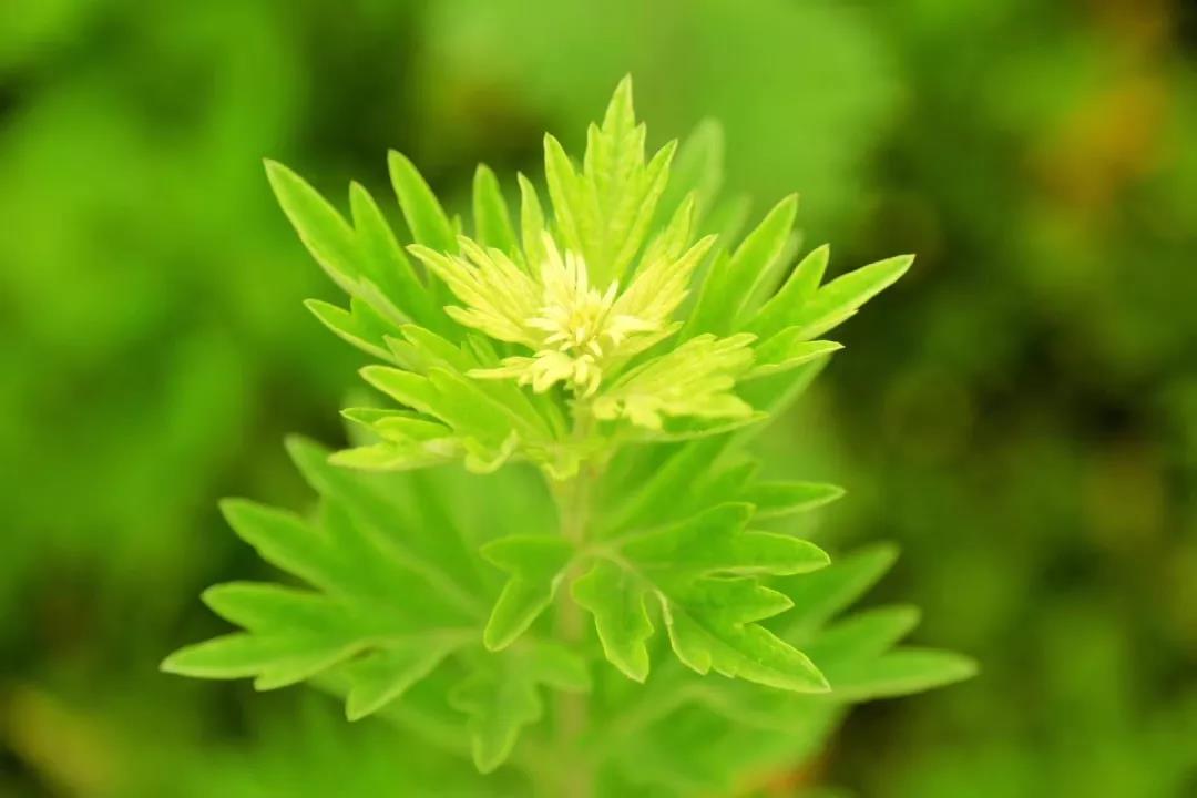 弦歌堂艾養(yǎng)生