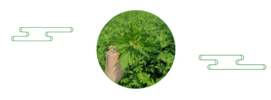 茶葉批發(fā)|養(yǎng)生茶|艾條的作用|艾灸養(yǎng)生