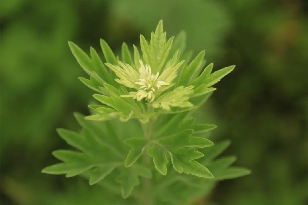 弦歌堂艾養(yǎng)生