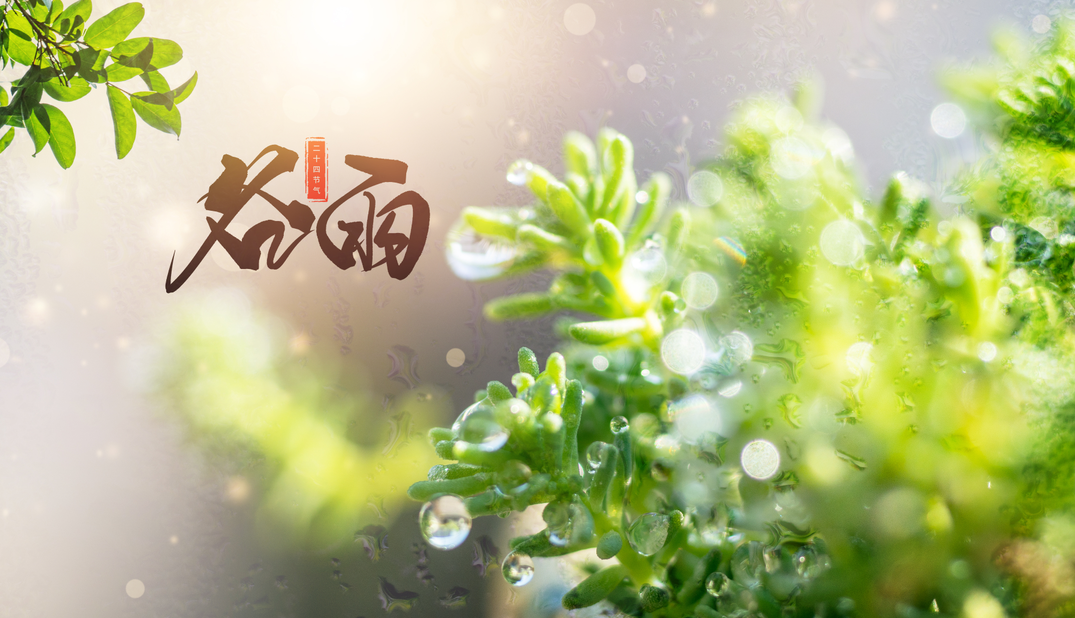 茶葉批發(fā)丨養(yǎng)生茶丨艾條的作用丨艾灸養(yǎng)生