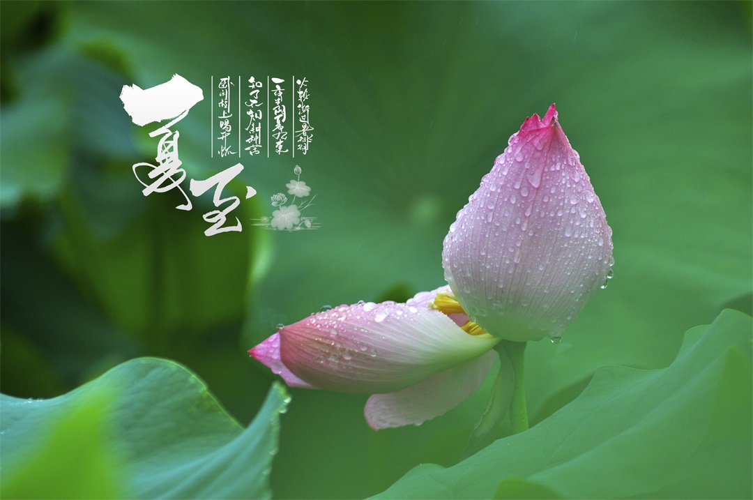 茶葉批發(fā)丨養(yǎng)生茶丨艾條的作用丨艾灸養(yǎng)生