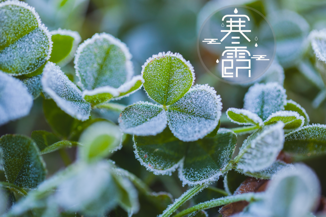 弦歌堂艾養(yǎng)生