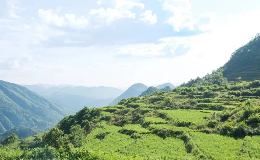 茶葉批發(fā)丨養(yǎng)生茶丨艾條的作用丨艾灸養(yǎng)生